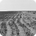 Photos- the Dust Bowl