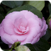 Las camelias y sus cuidados