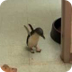 Cookie the Little Penguin at t