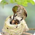 Live Hummingbird Cam - Bella H