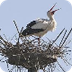 Beleef de Lente Junior