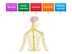 Partes del sistema nervioso -