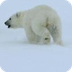 Polar Discovery :: Arctic Ecos