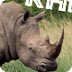 All About Rhinos for Kids: Rhi