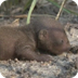 baby mongoose 