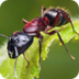 Ant - HowStuffWorks