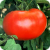 How to grow a tomato plan