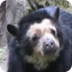 Who Knew? - Spectacled Bear - 