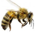 SAVE BEES