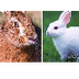Rabbits VS Hares