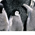 Cool Antarctica