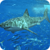 Newsela | Underwater shark net