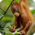 Orangutan | San Diego Zoo Anim
