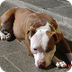 Pitbull Americano