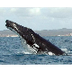 Humpback Whale (Megaptera Nova