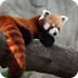 Trevor Zoo Live - Red Pandas