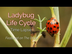 Time Lapse of Ladybug Life Cyc