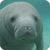 Fun Manatee Facts for Kids