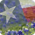 Texas Bluebonnet Nominees 2020