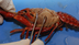 Dissection 101 | Crayfish 2