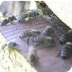 Honey Bees Landing