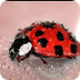 What Do Ladybugs Eat: Facts Ab