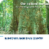 Rainforest Aboriginal Country