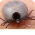 Ticks - Facts About 