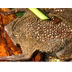 Surinam Toad: The Animal Files