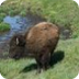 Bison and Prairie Dog Camera -