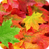 Why do leaves change colors?