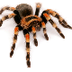 Spider facts and information f