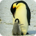 Emperor Penguin facts