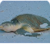 Kemp's Ridley sea turtle