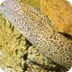 Moray Eel - Animal Facts and I