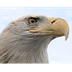 Watch American Eagle Online | 