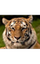 Endangered Animals 5th