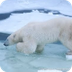 Polar Bears - 35 min