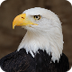 Bald Eagle Cam
