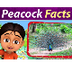 Facts About Peacocks For Kids 