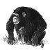 primates.com :  great apes : c