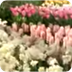 Virtual Tour of tulips