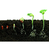 How Do Seeds Sprout?