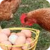 All About Chickens | Easy Scie