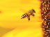 8 Benefits of Bee Pollen: Nutr