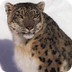 Snow Leopard - Panthera uncia