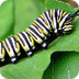Caterpillar: Let's Learn