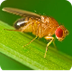 Fruit Fly Facts