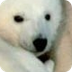 Climate Change | Polar Bears I