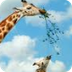 Giraffa camelopardalis: